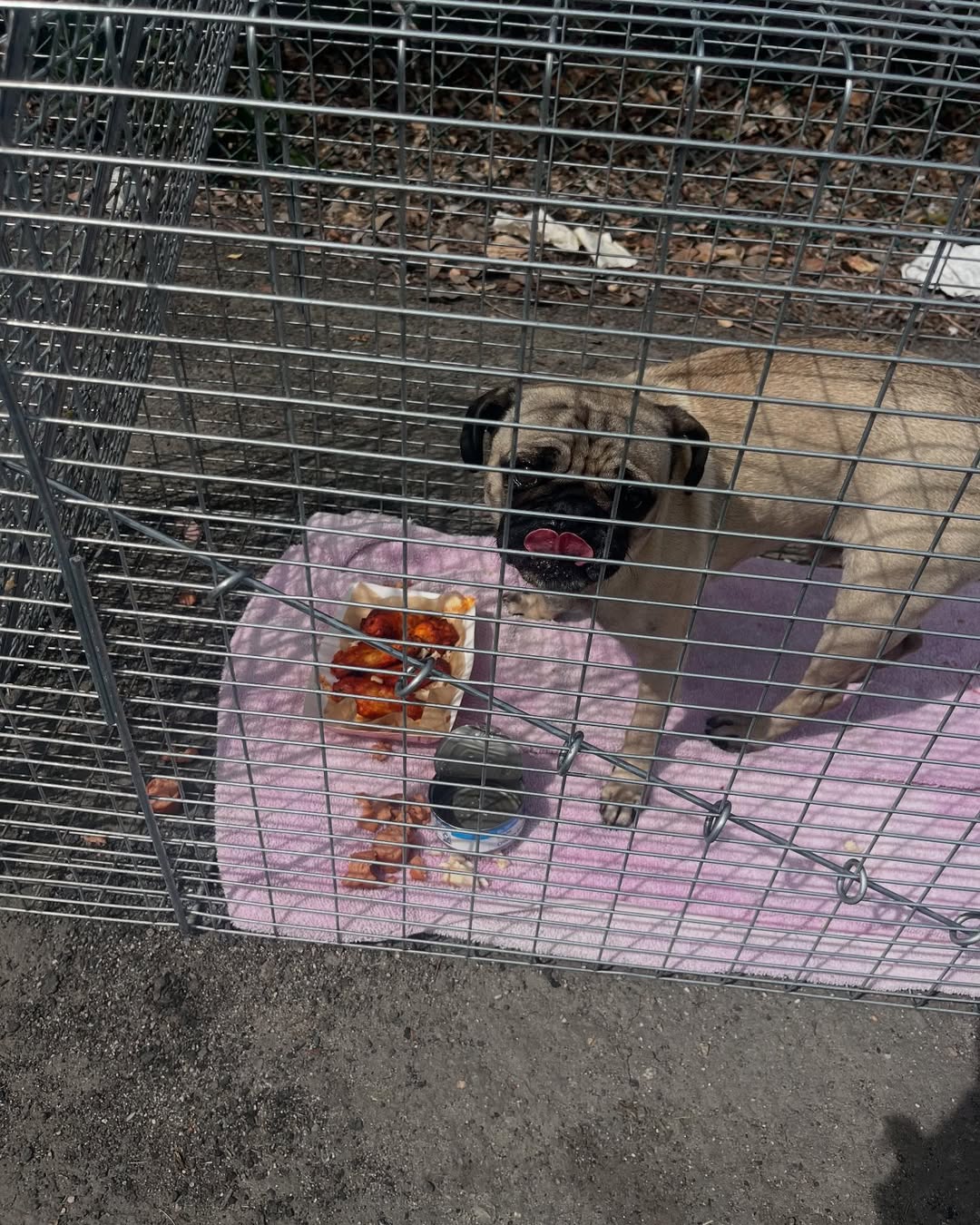 pug in crate