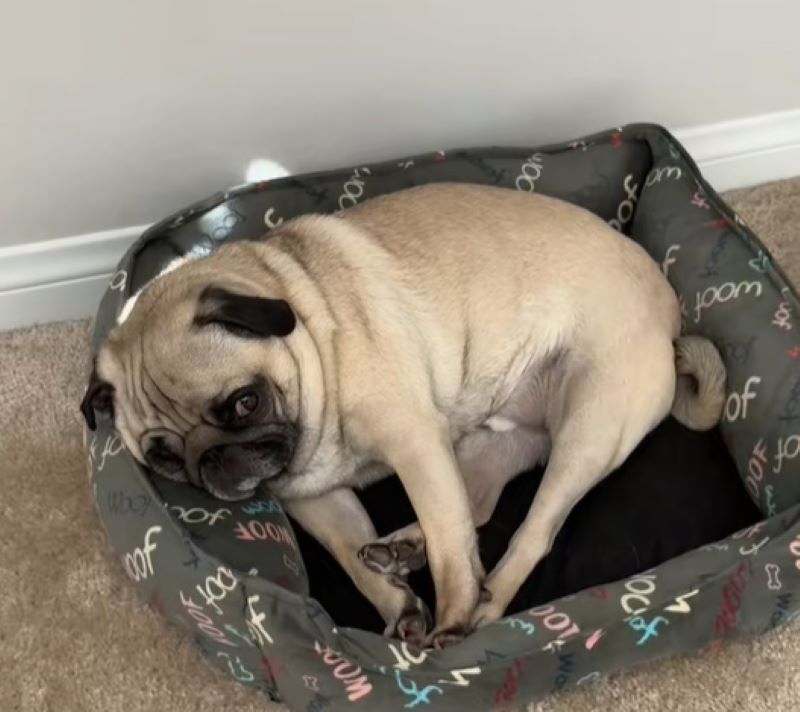 pug in house