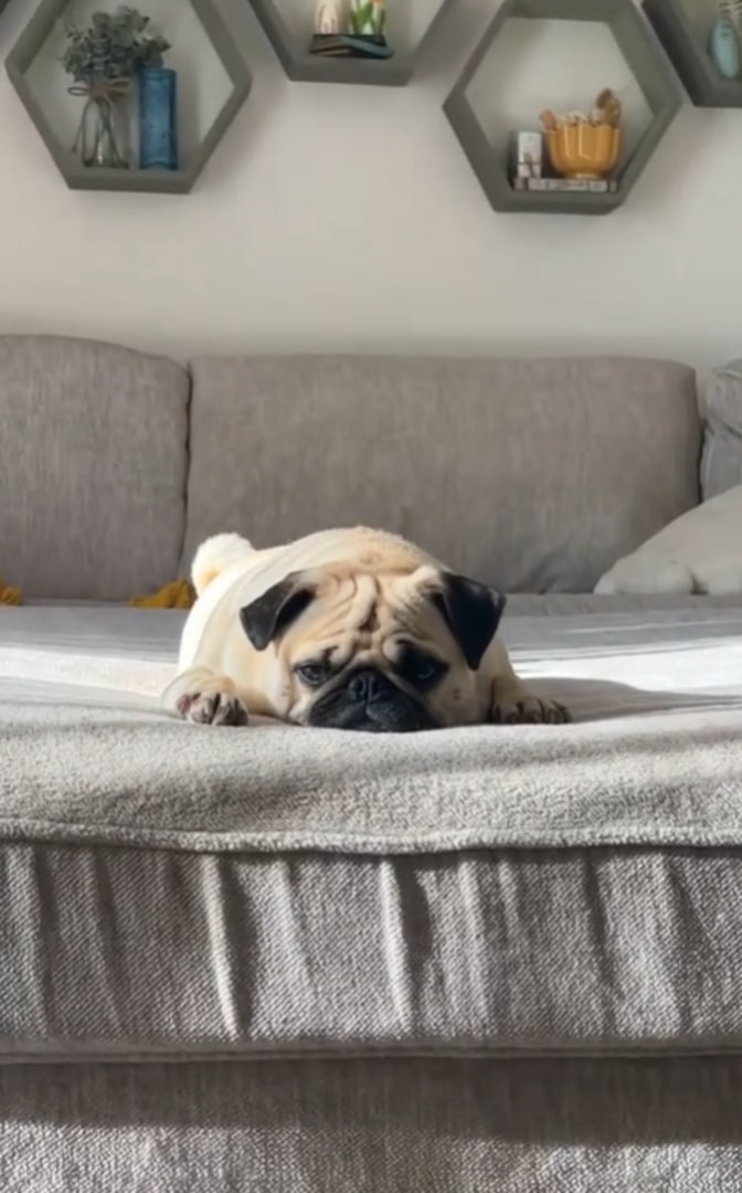pug laying down on bed
