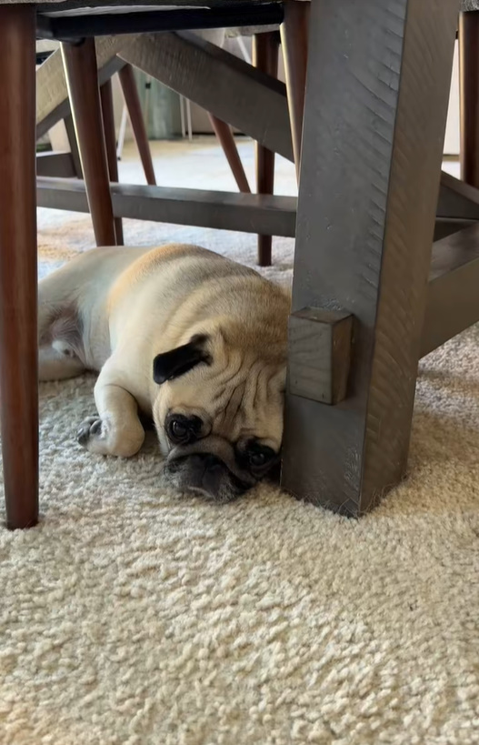 pug under table