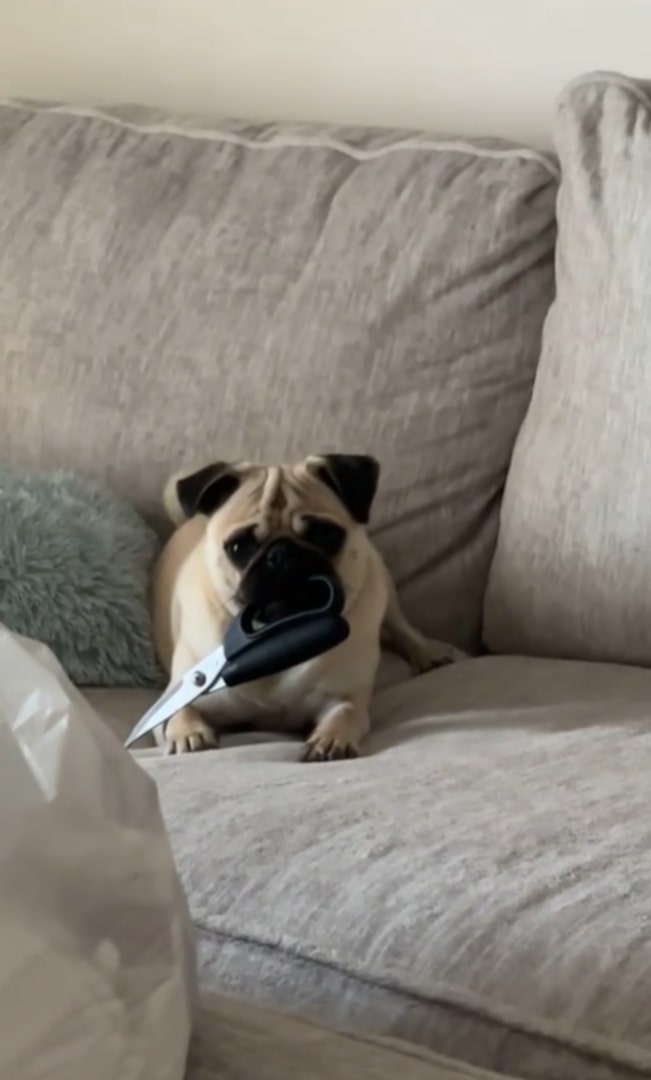 pug with scissors in mouth