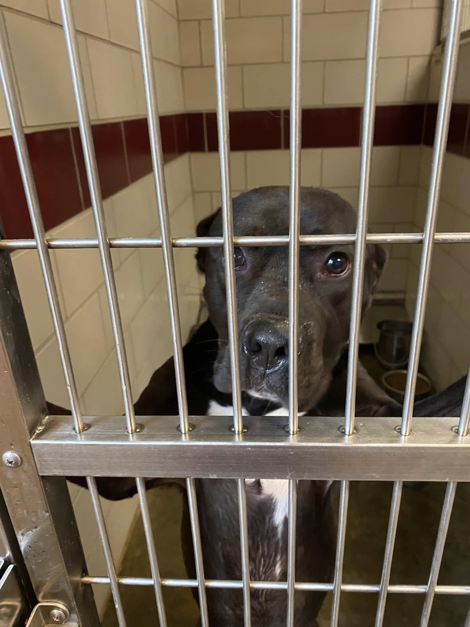 pup in shelter 