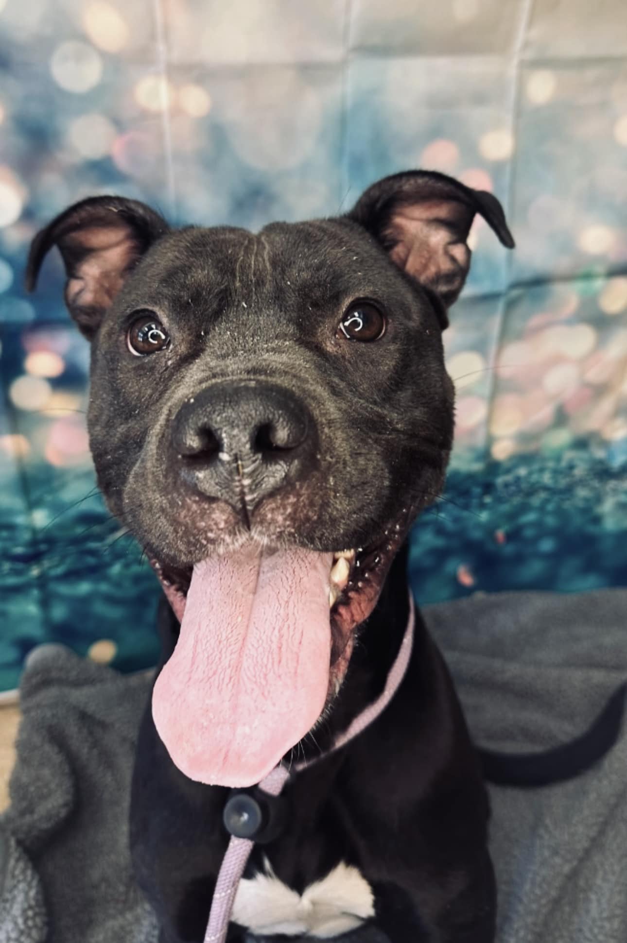 pup with tongue out