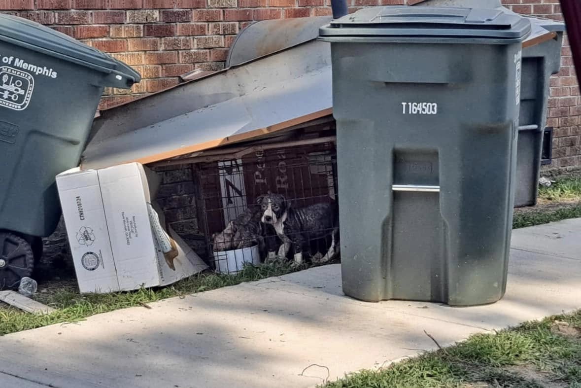 puppies abandoned in crate