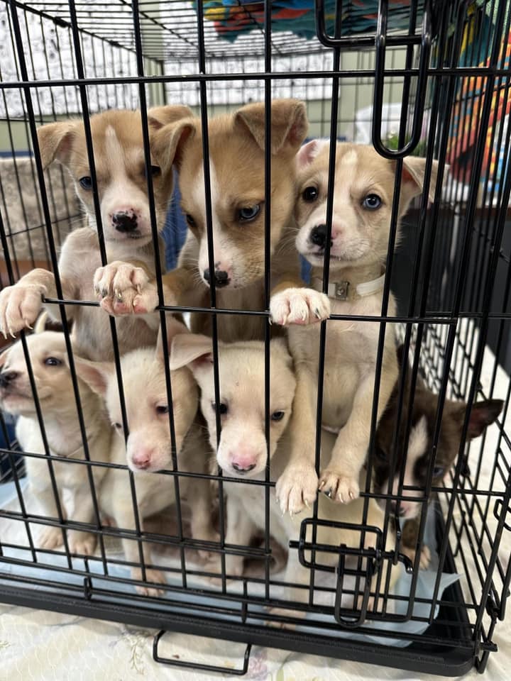 puppies huddled together