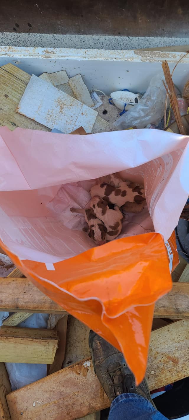 puppies in bag
