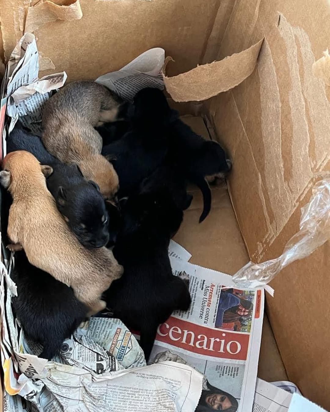 puppies in box