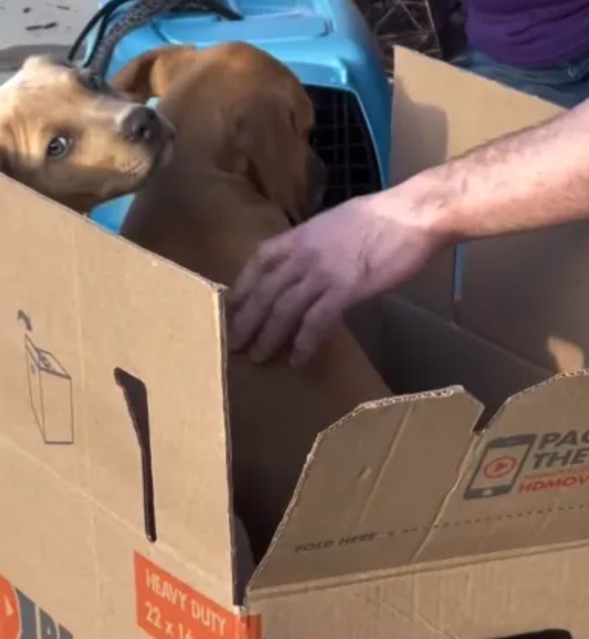 puppies in box
