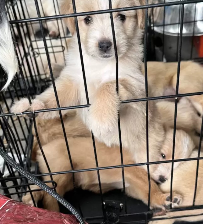 puppies in crate
