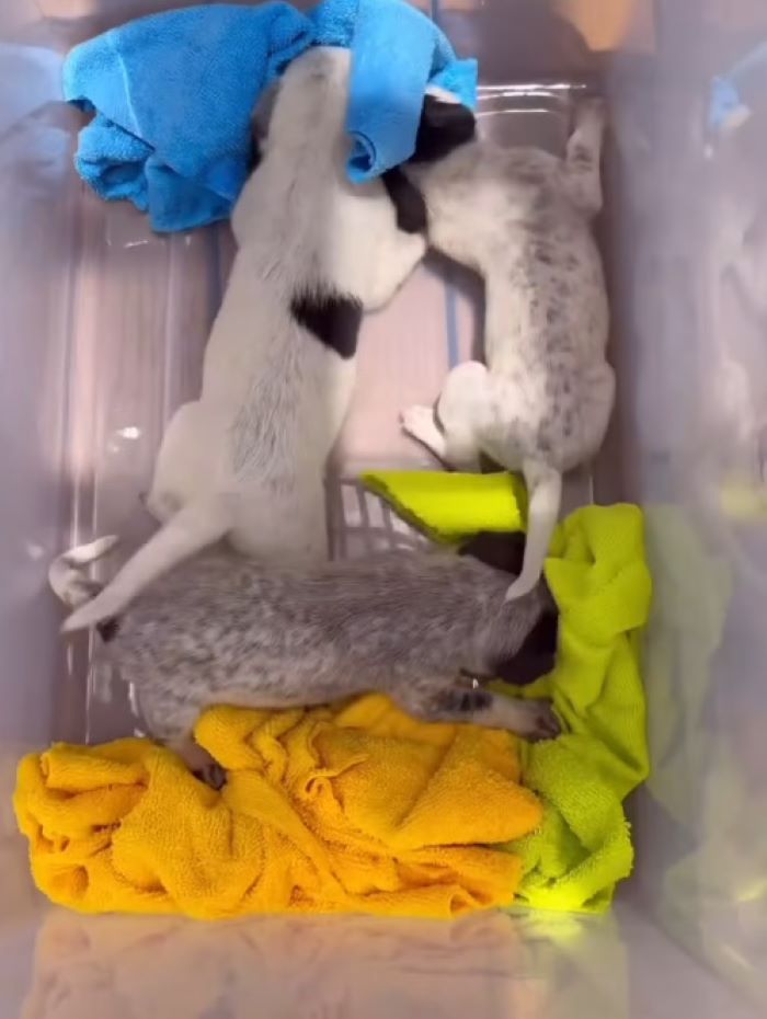 puppies in crate