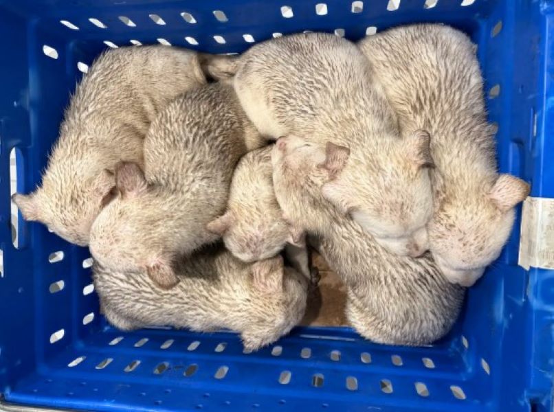 puppies in crate