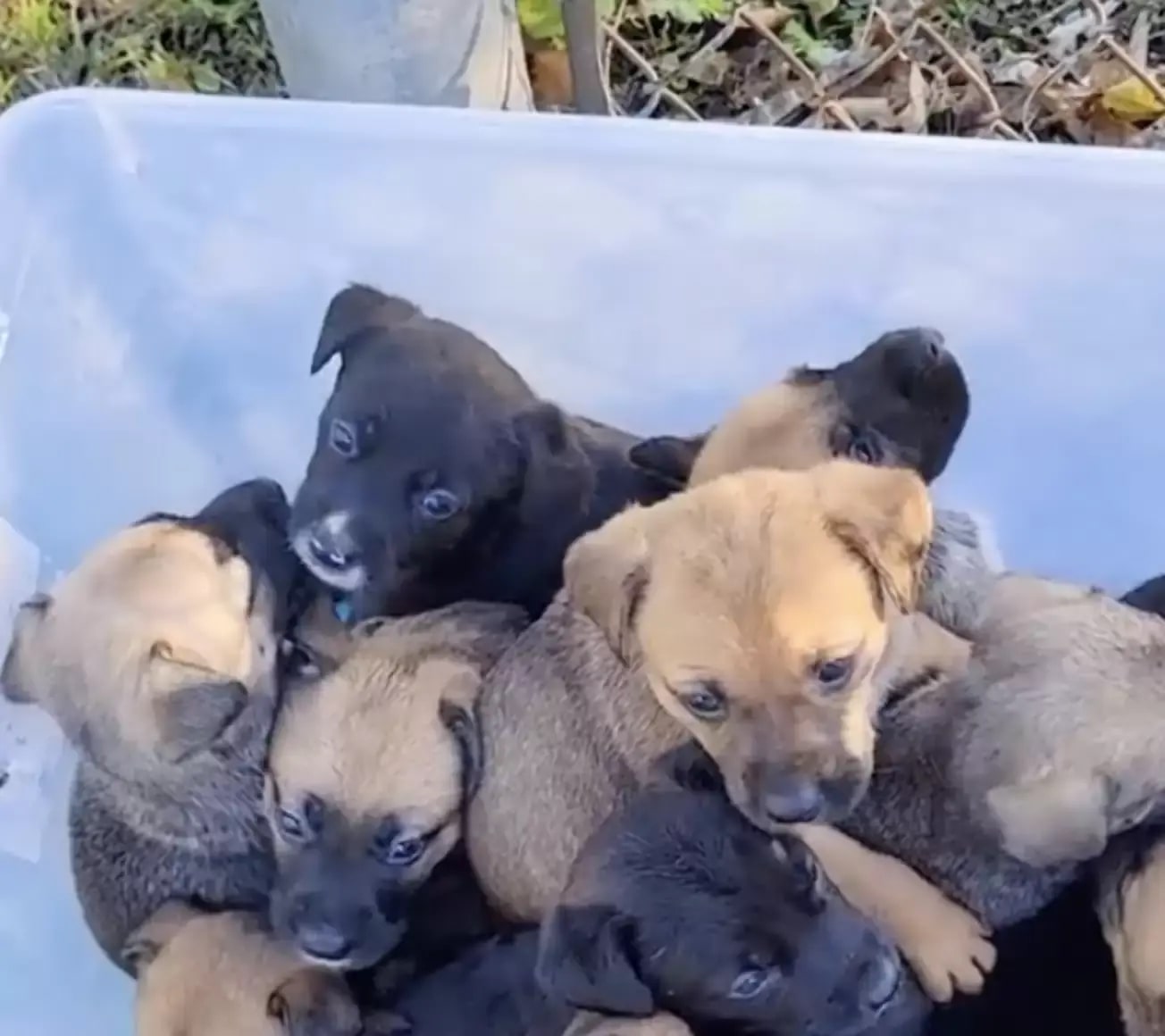 puppies in plastic container