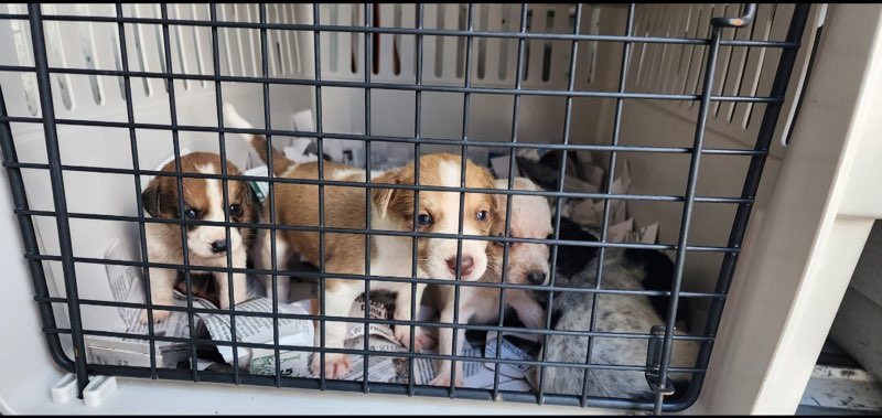 puppies in the crate