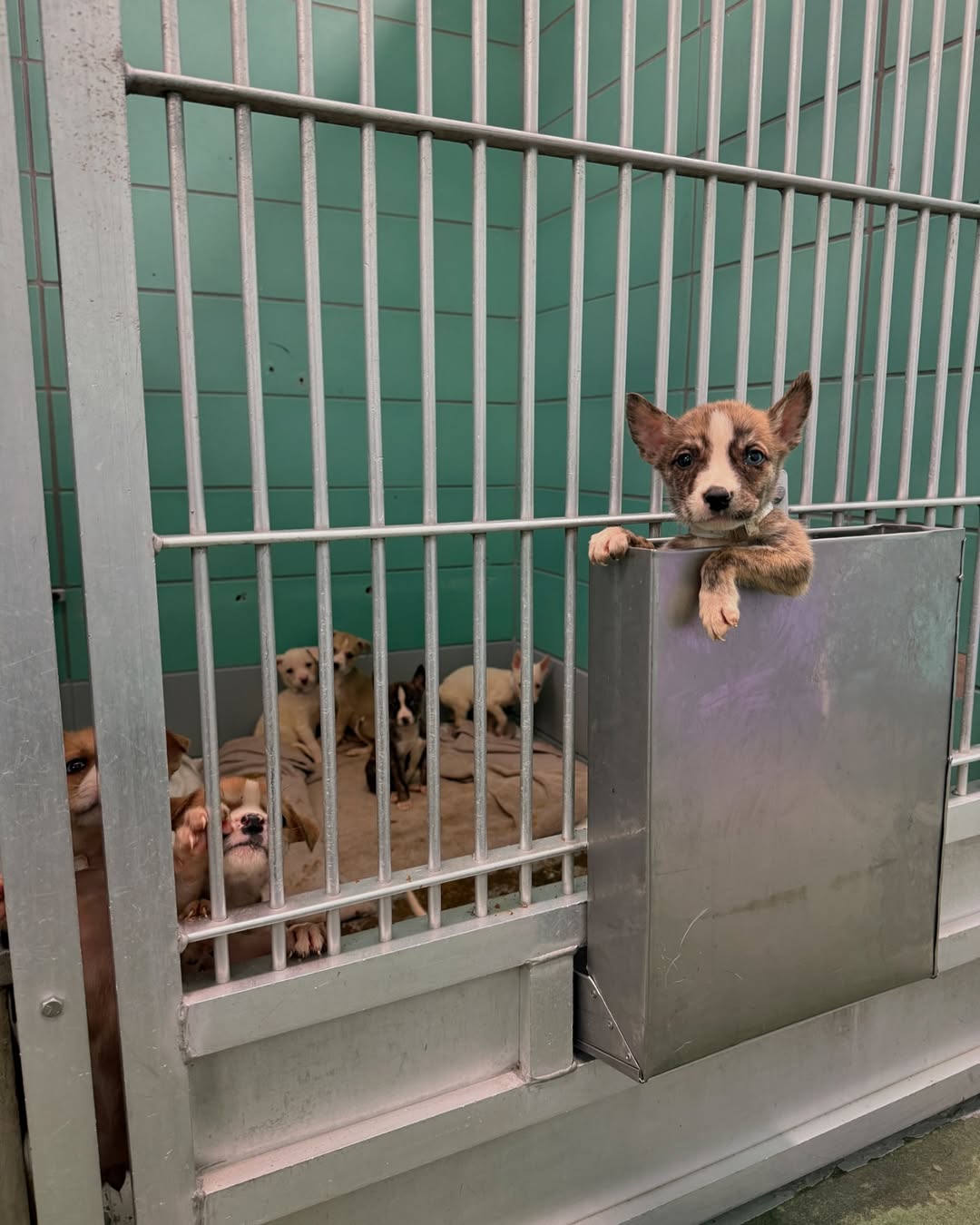 puppies in the kennel