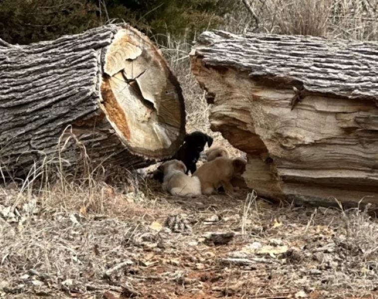 puppies near log