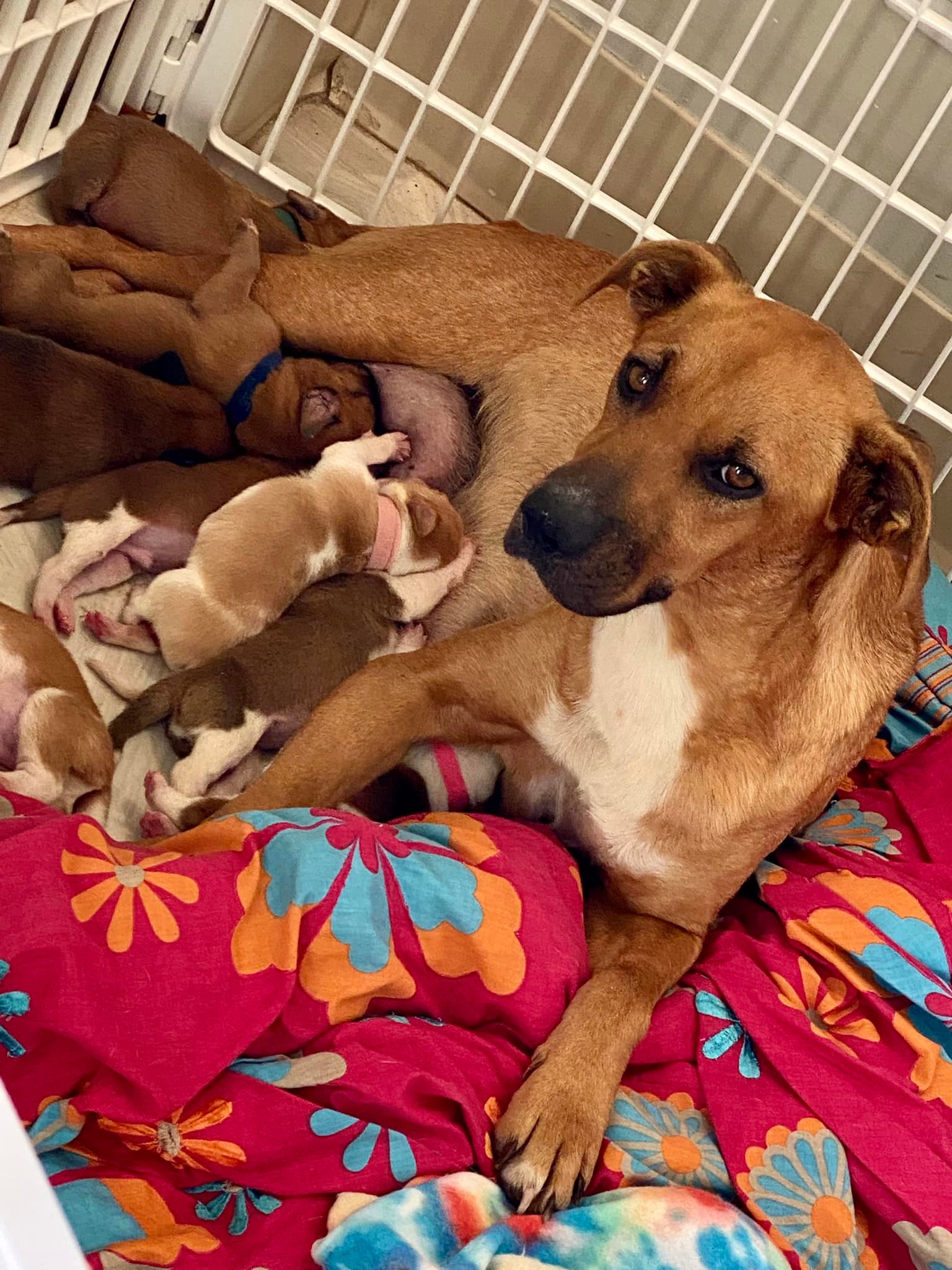 puppies nursing on mama dog