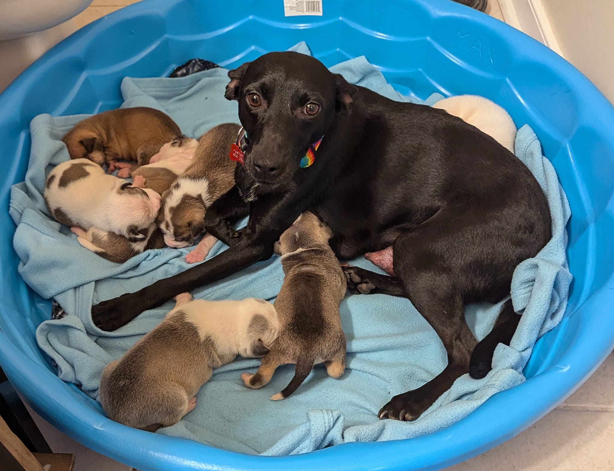 puppies nursing 