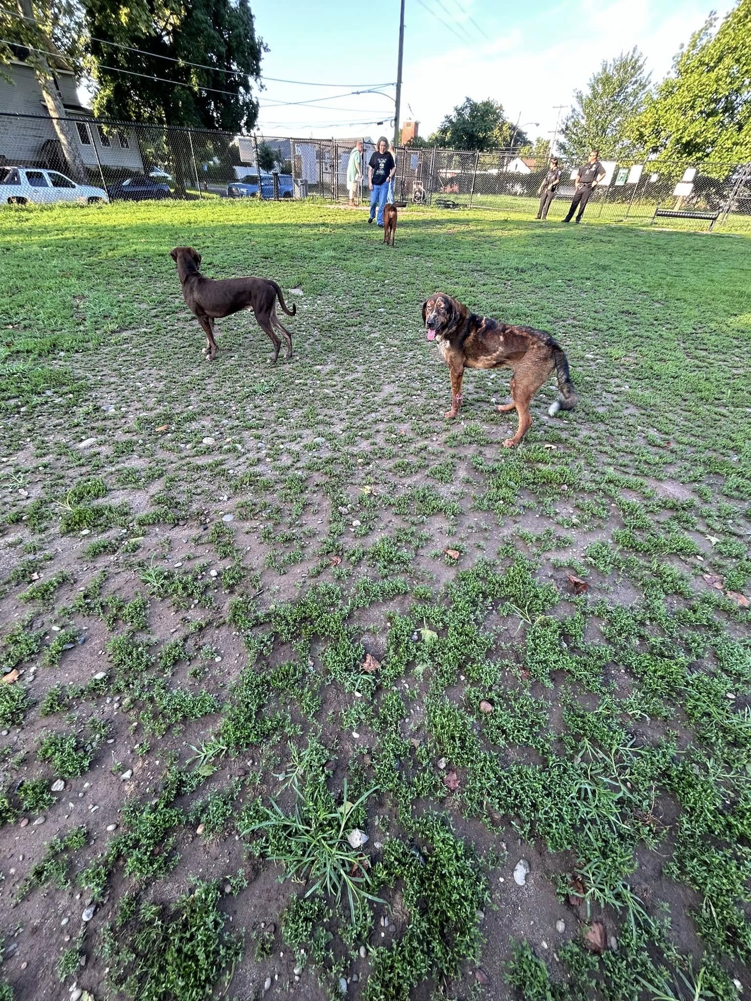 puppies playing at the dog park 