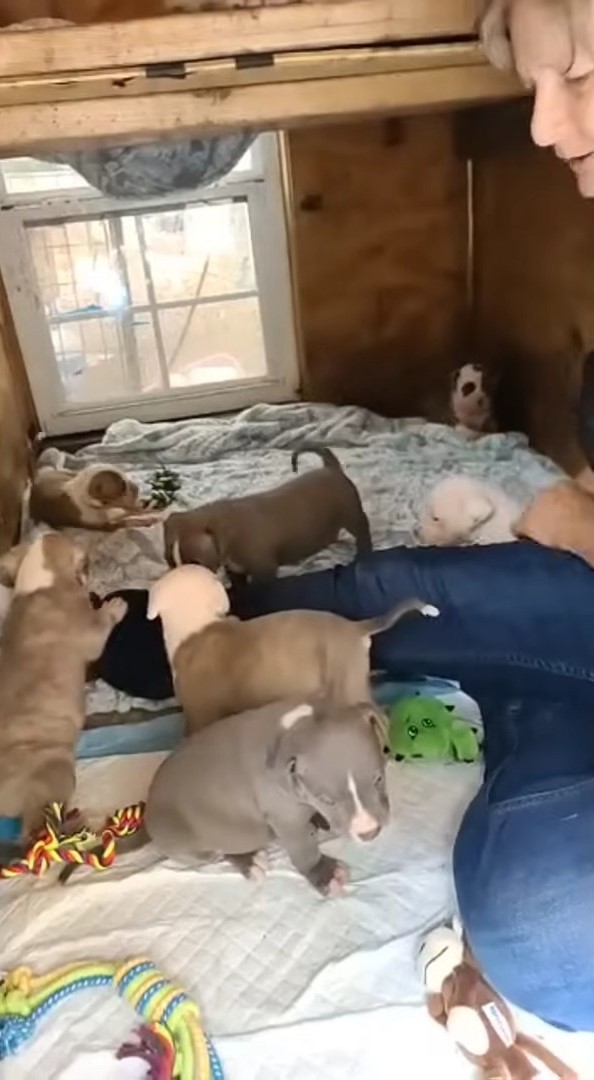 puppies running around