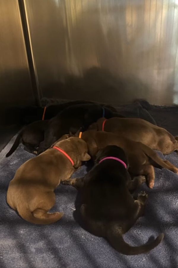 puppies sleeping together