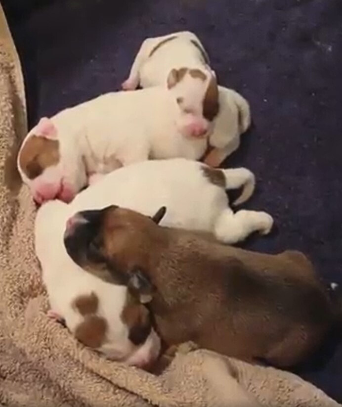 puppies sleeping together
