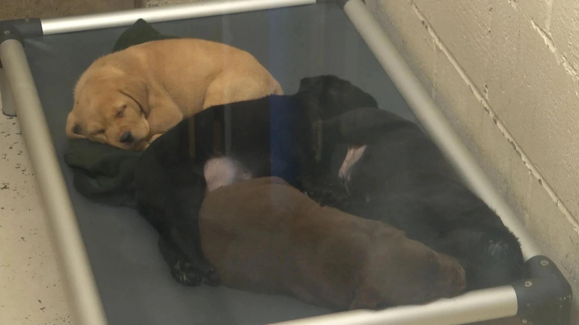 puppies sleeping together