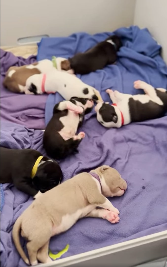 puppies sleeping