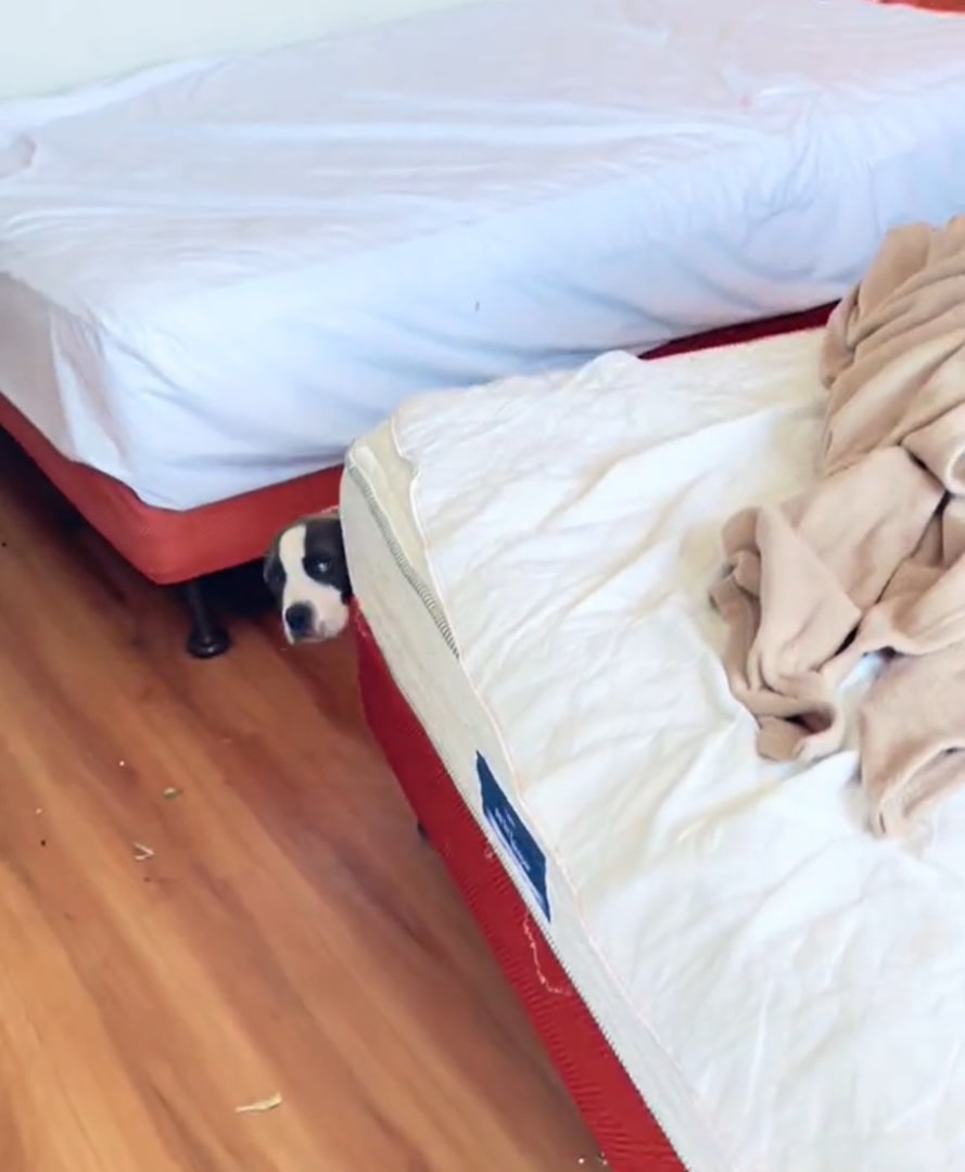 puppy hiding behind a bed