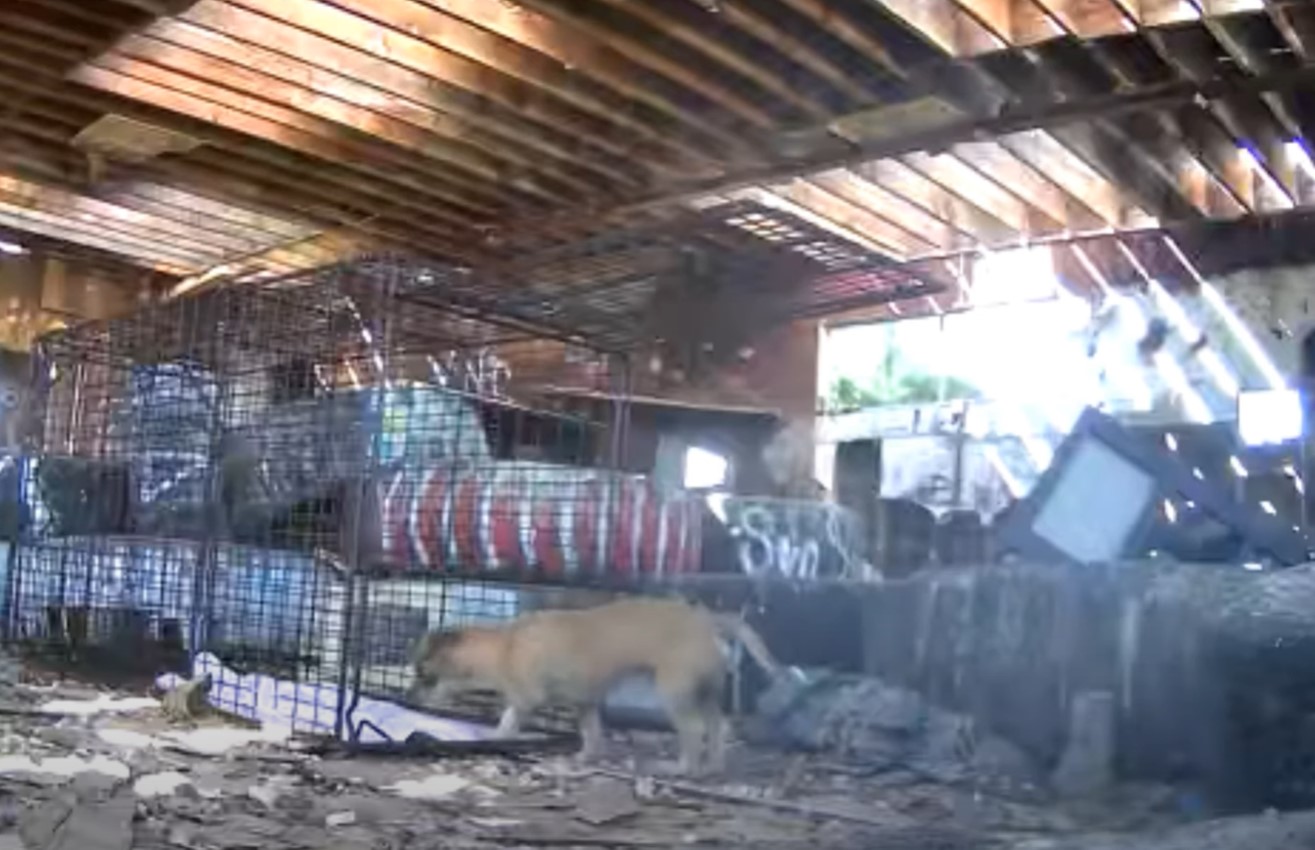 puppy in abandoned place