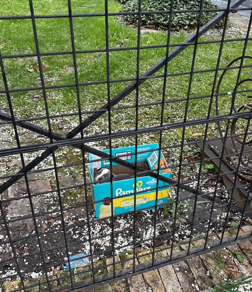 puppy in box