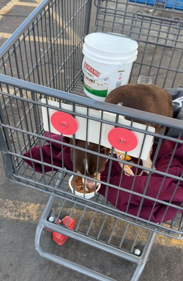 puppy in cart