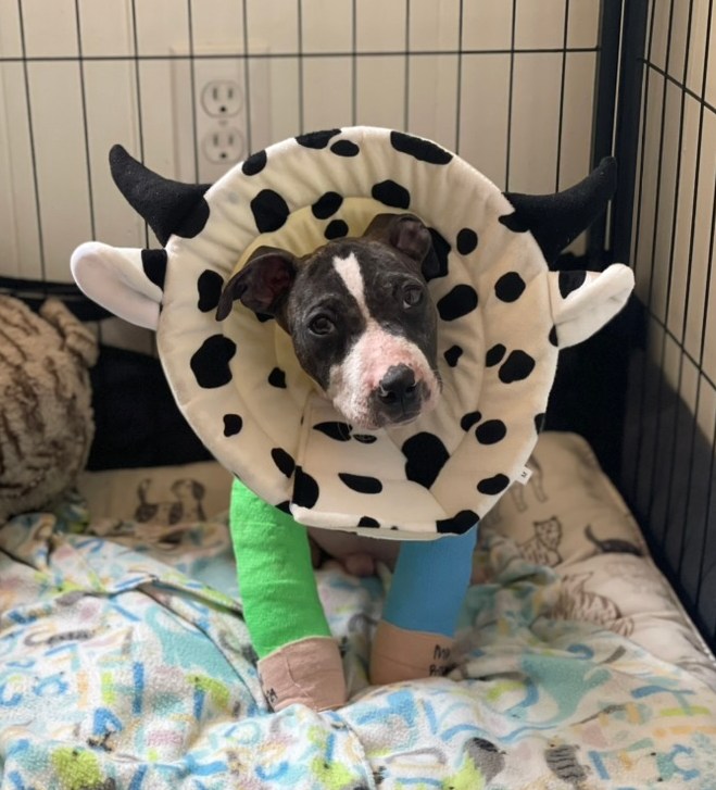 puppy in cosplay