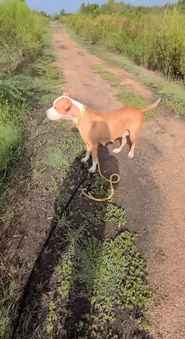 puppy in the field