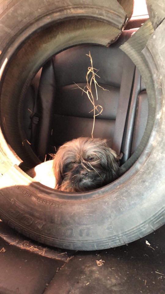 puppy in tire