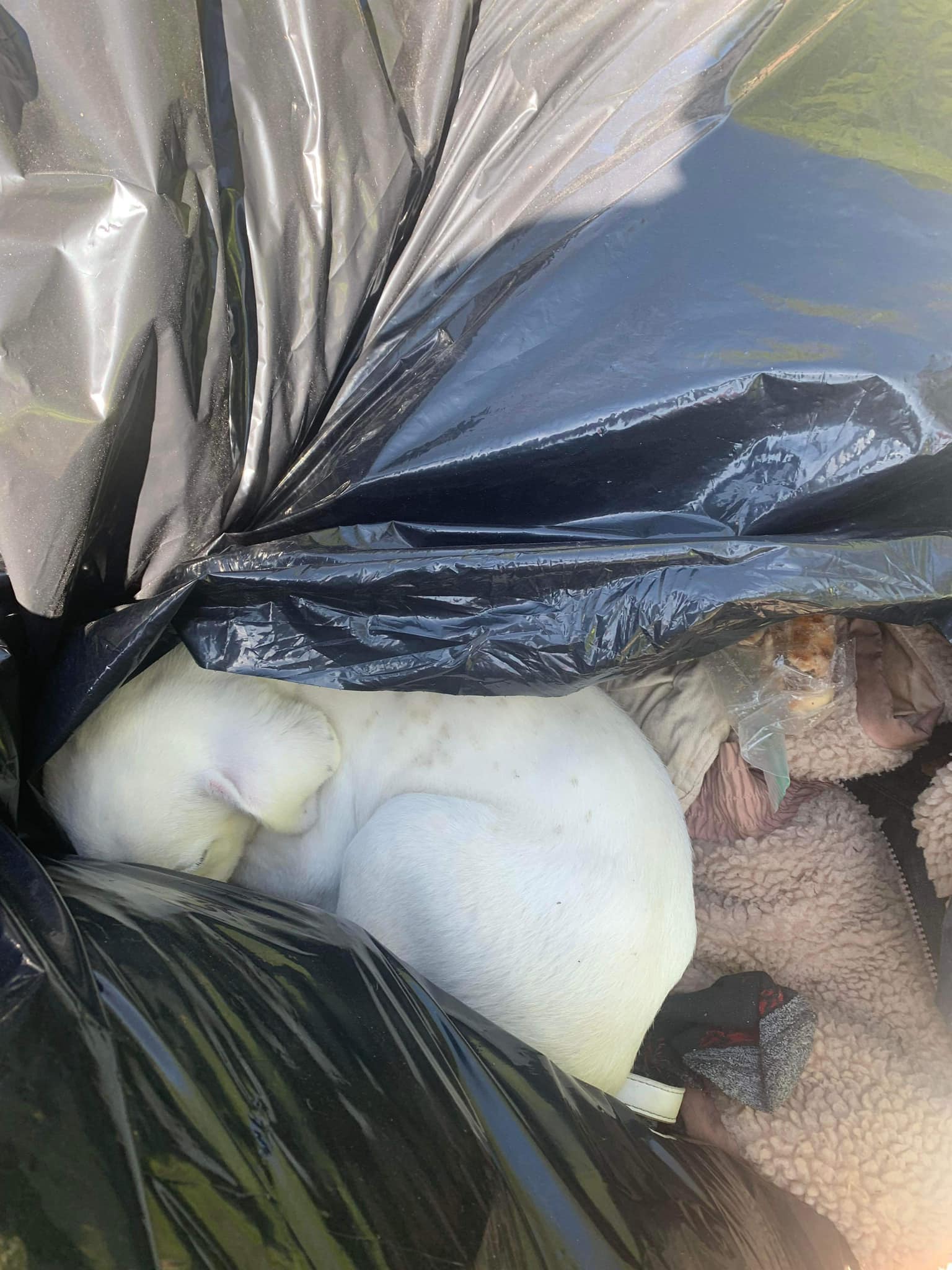 puppy in trash bag