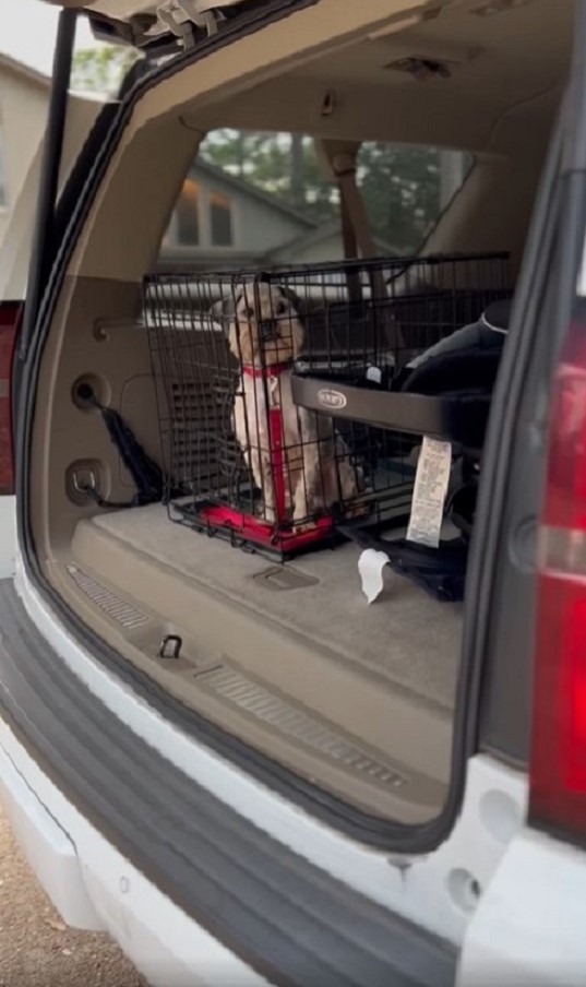 puppy inside a crate in the car