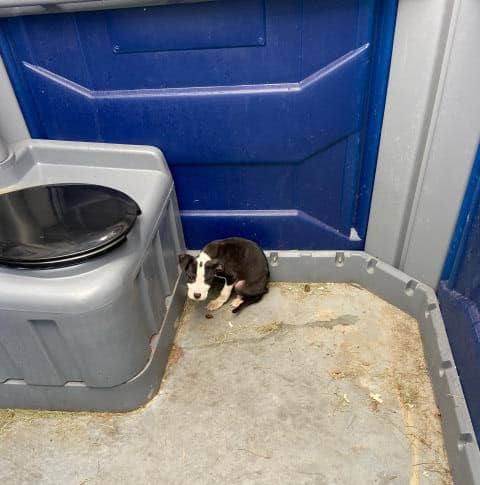puppy left in porta potty