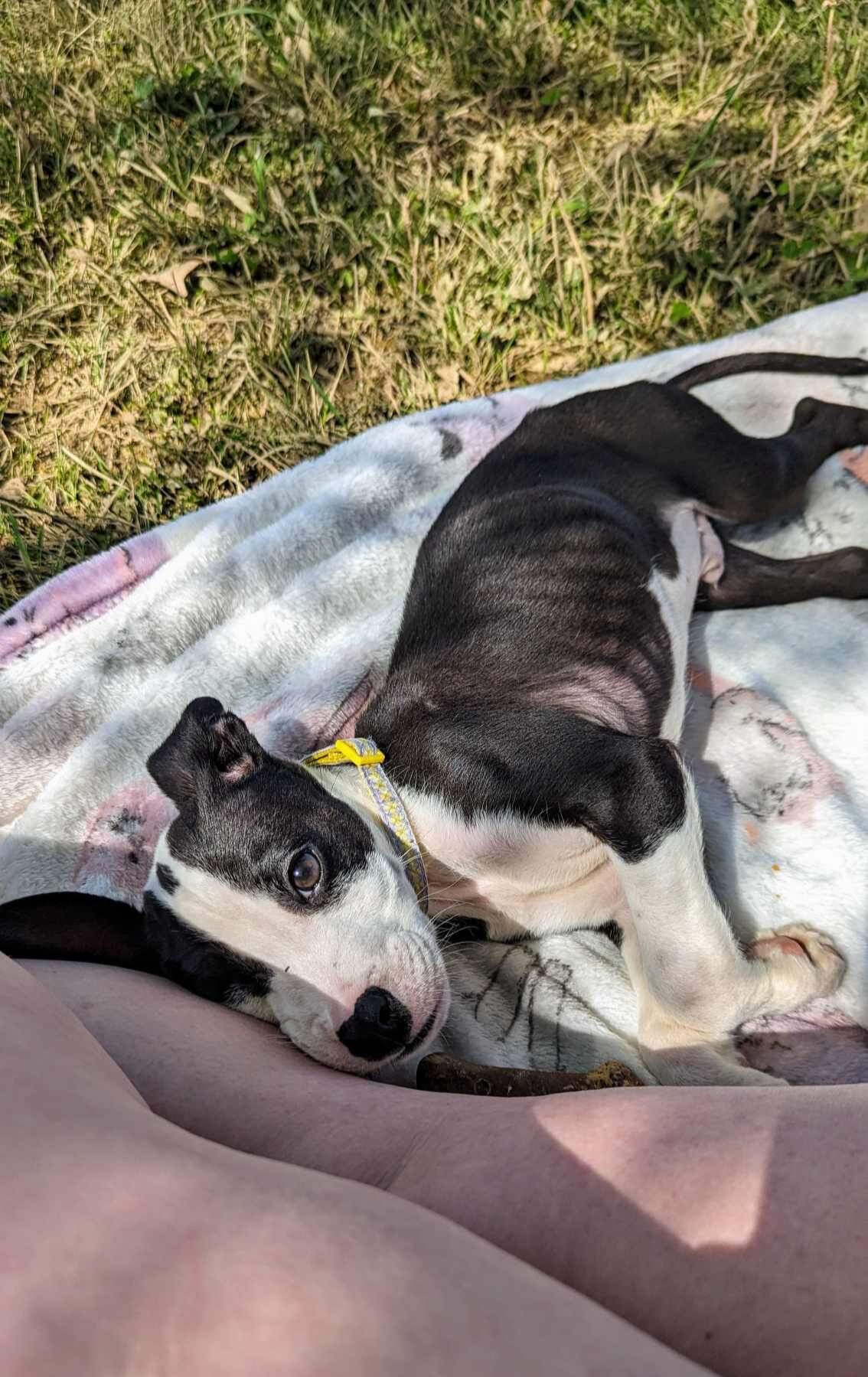 puppy lying on blanket outside