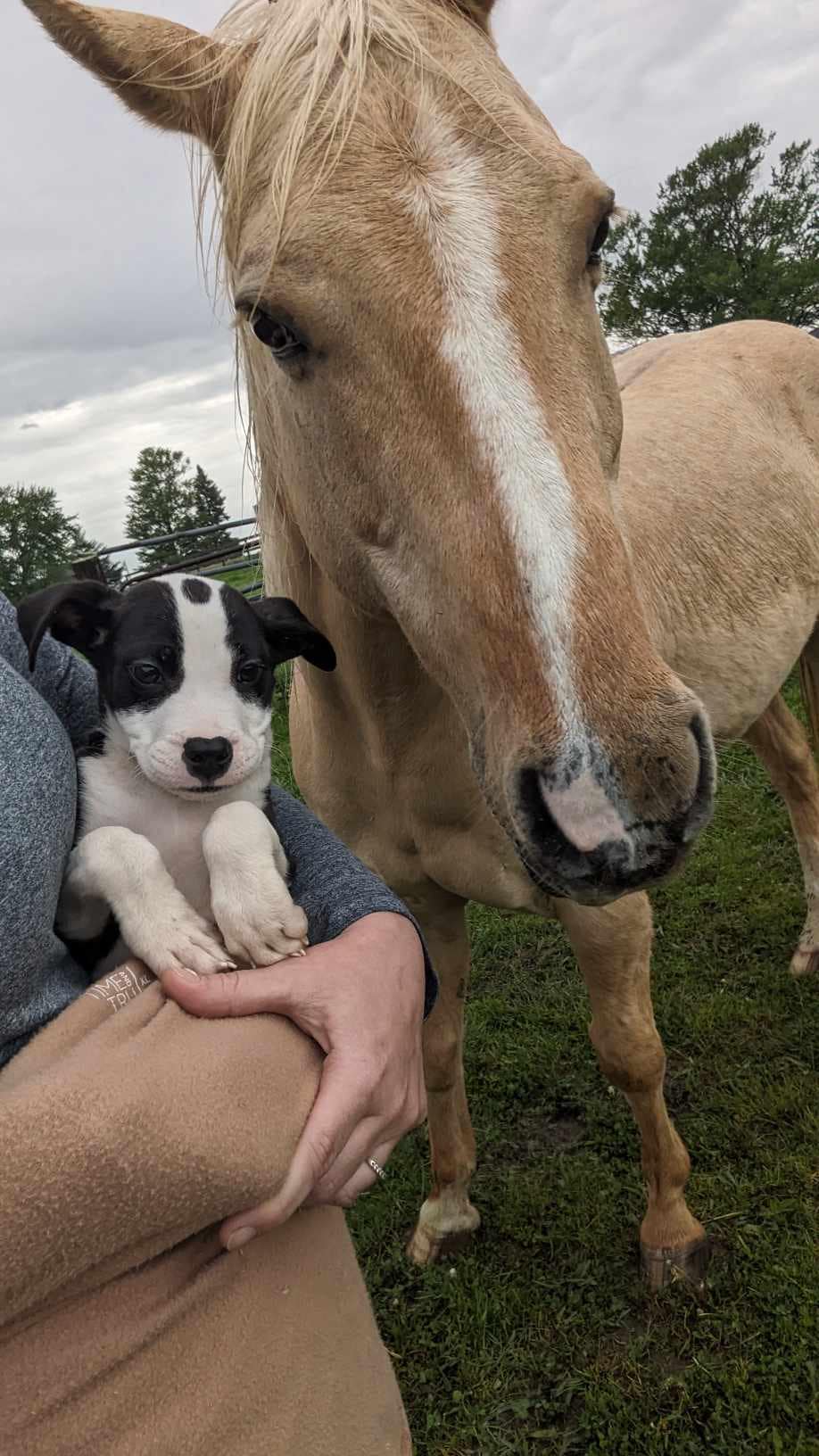 puppy next to beautiful horse