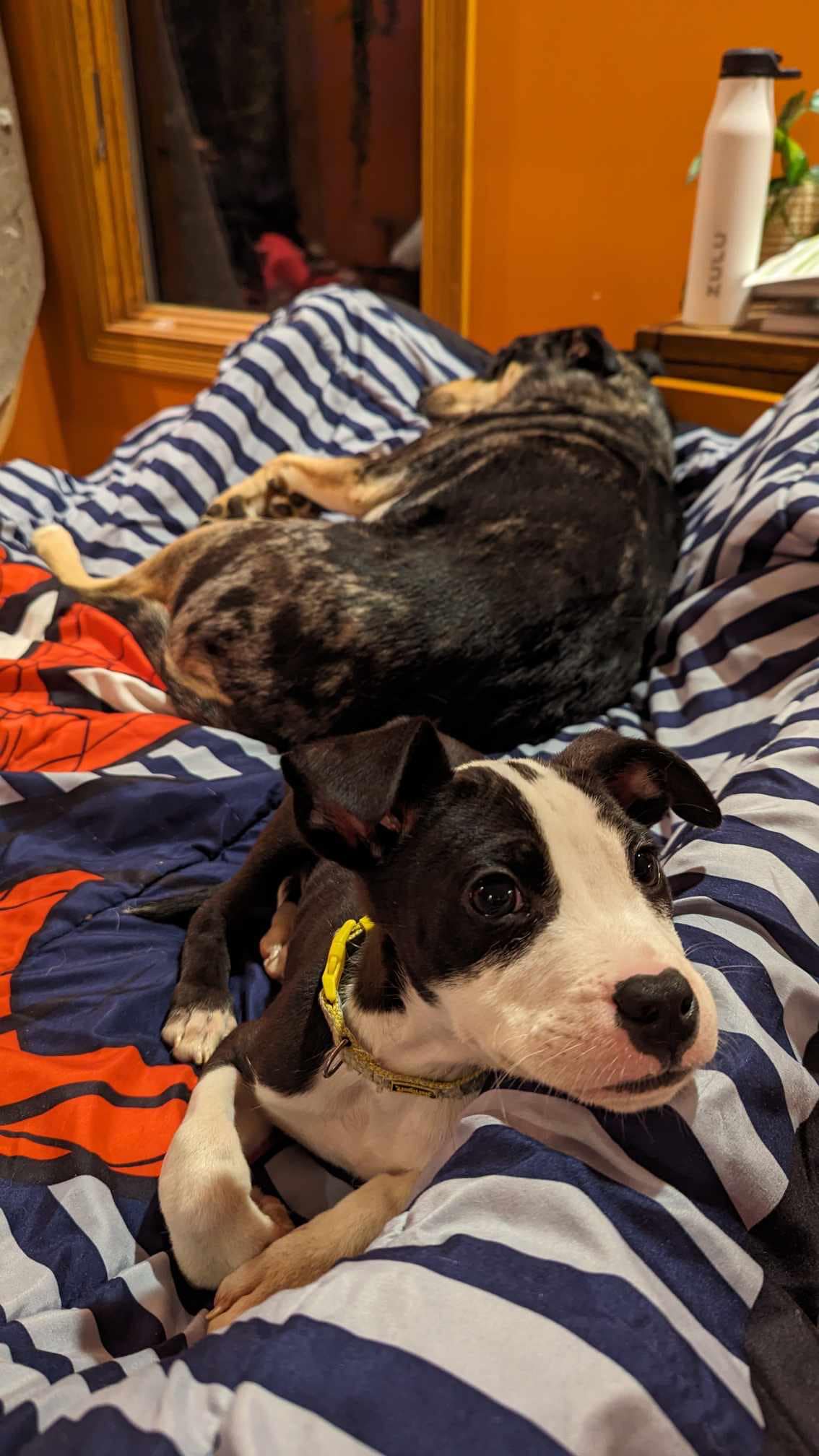 puppy next to sleeping dog