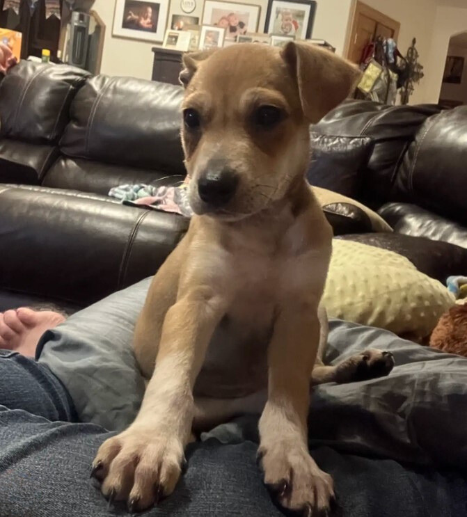 puppy on couch