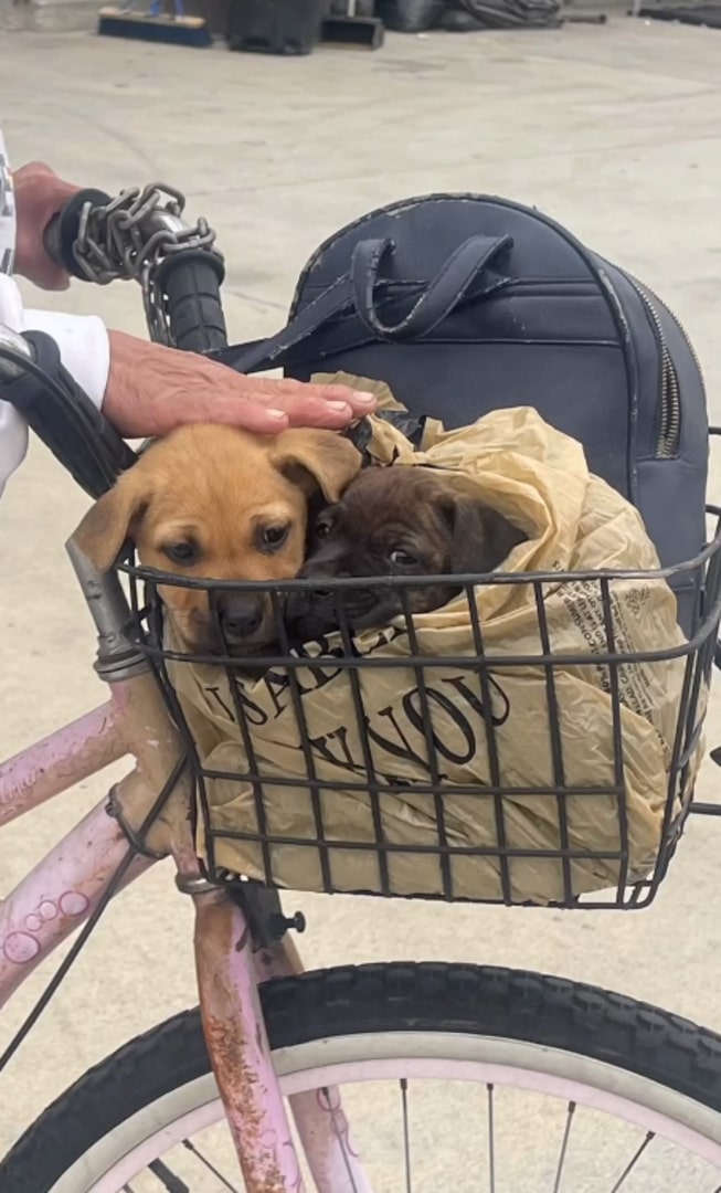 puppy on cycle