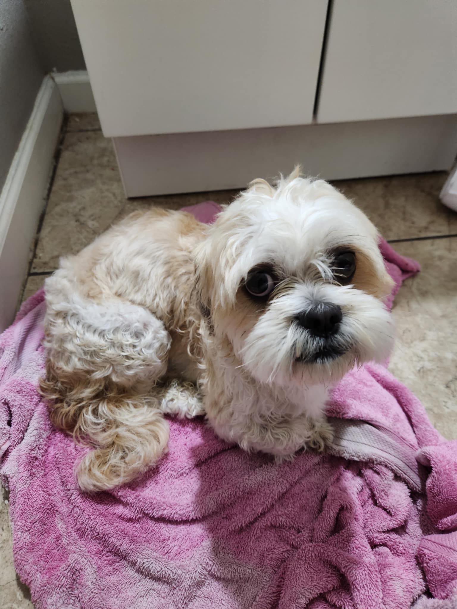 puppy on pink towel