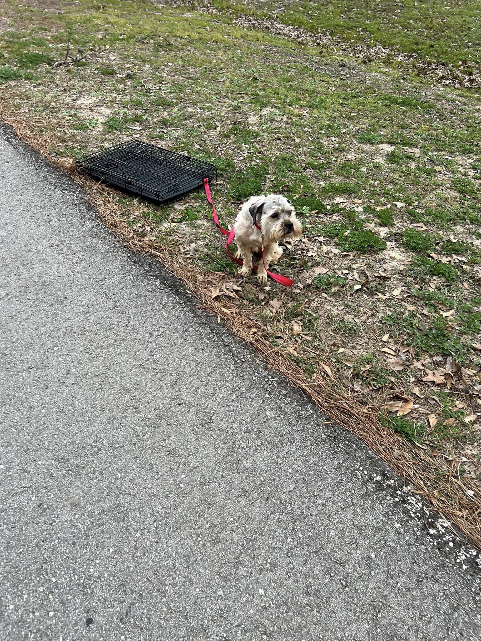 puppy tethered to a metal crate