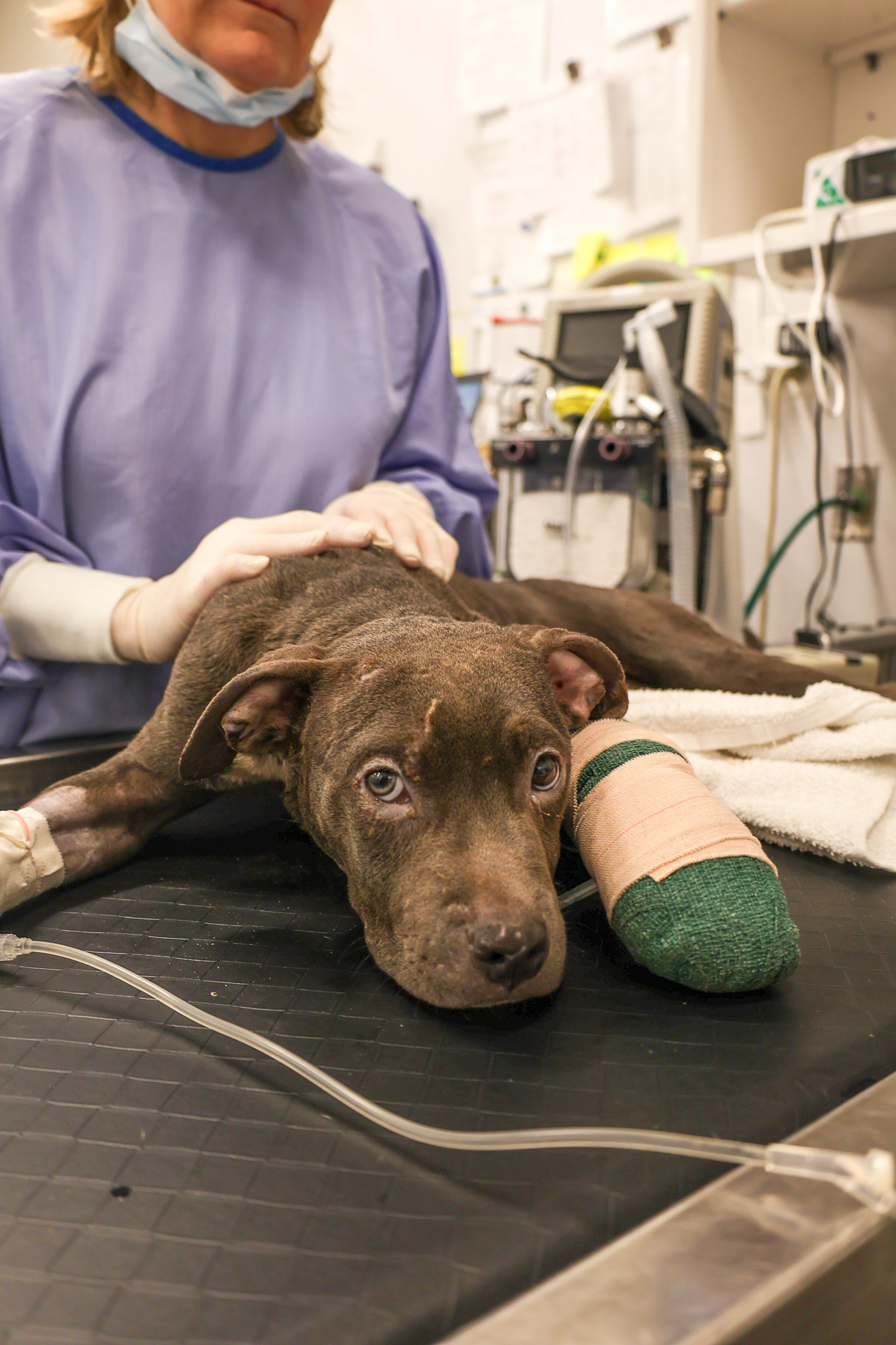 puppy with cast on leg