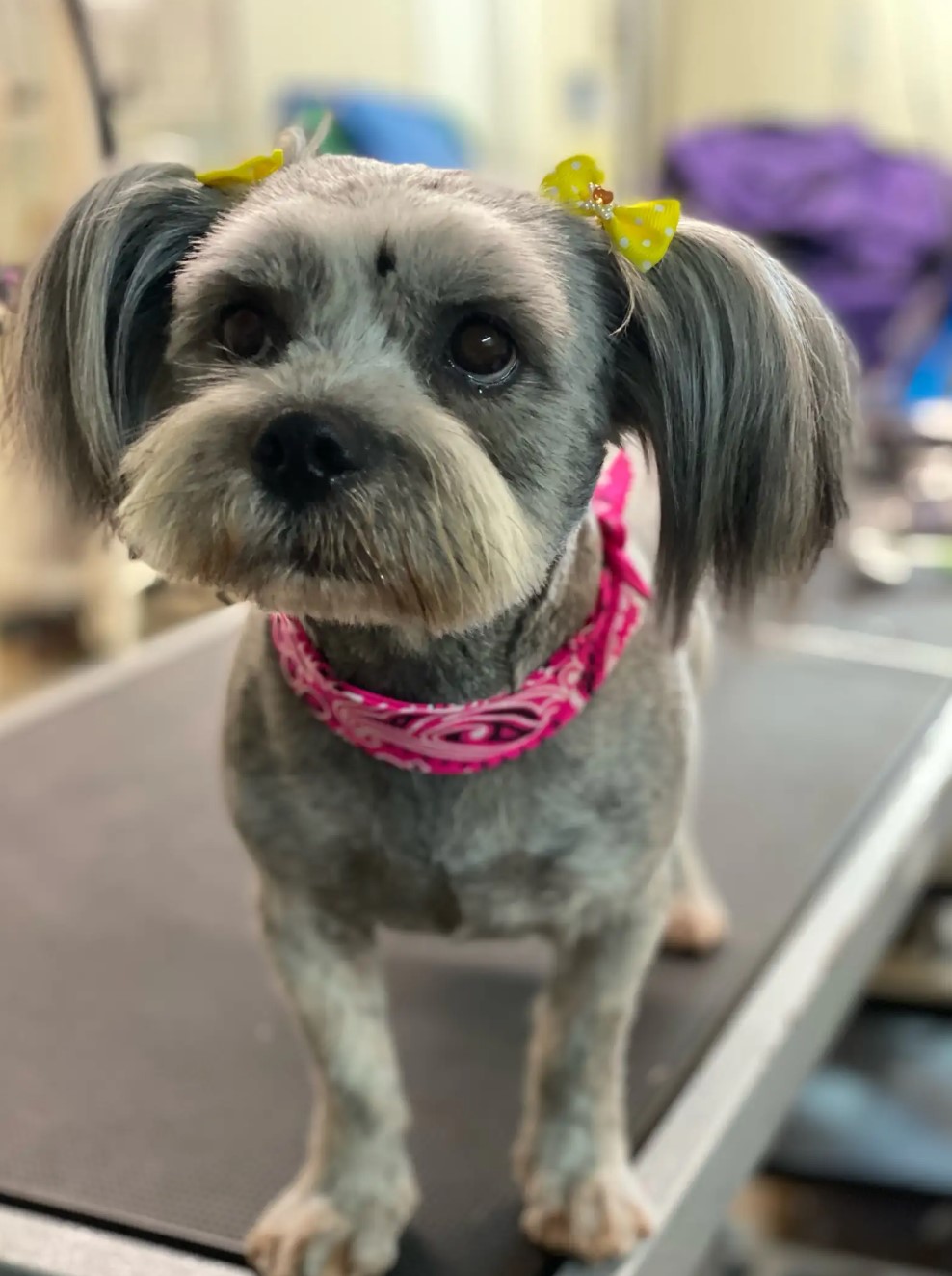 puppy with cute yellow bows
