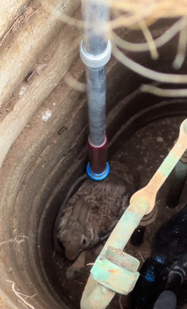 rabbit in well