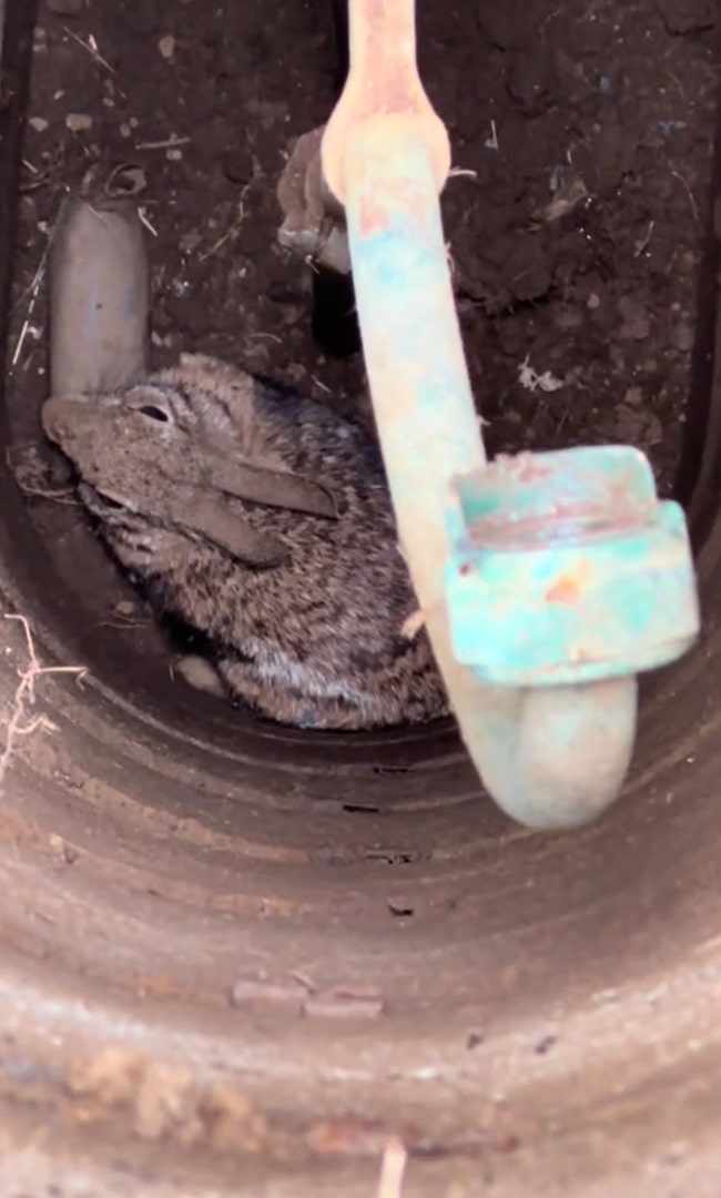 rabbit stuck in well