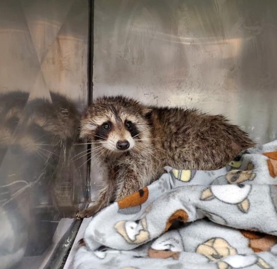 raccoon in cage