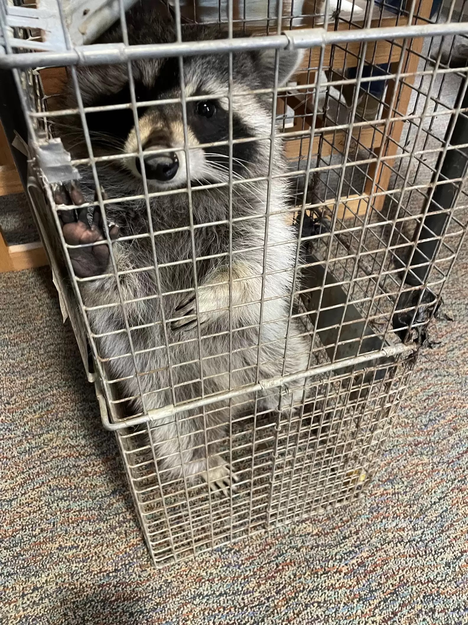 raccoon in crate